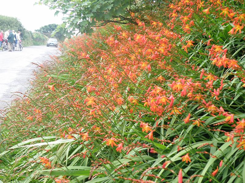 20100725c bloemenpracht.JPG